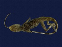 藏品(斯文豪氏攀蜥)的圖片